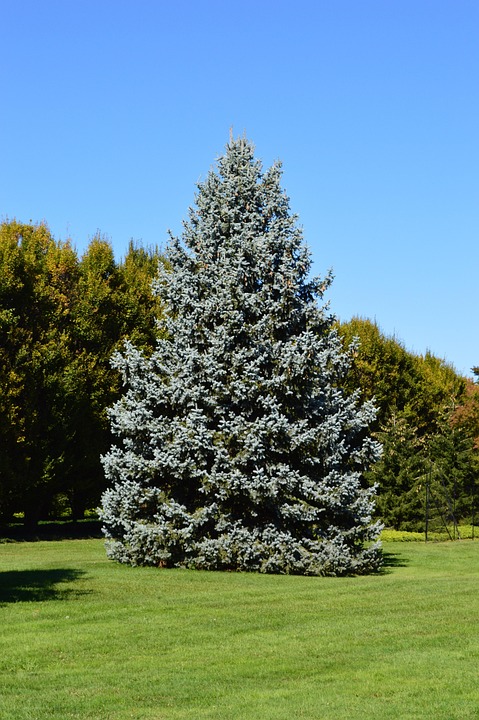 Colorado Blue Spruce